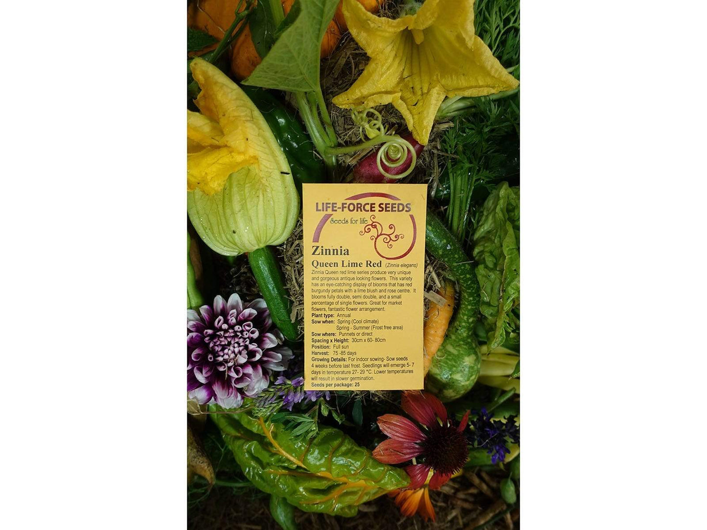 Zinnia, Queen Lime Red - LifeForce Seeds
