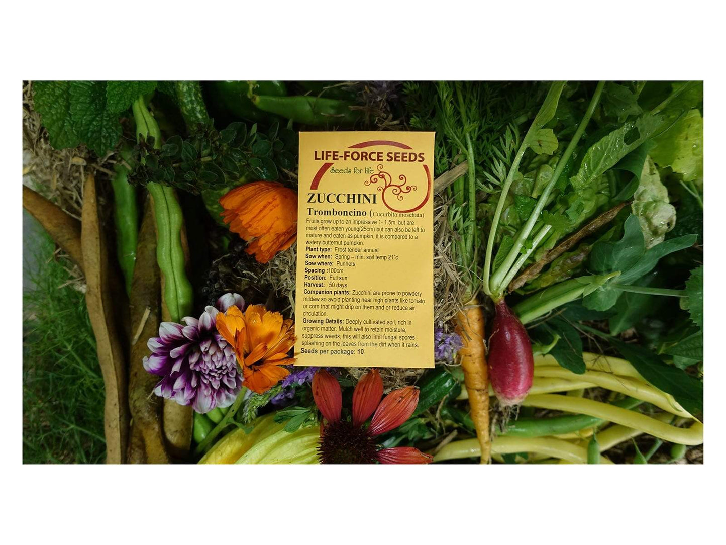 Zucchini Tromboncino - LifeForce Seeds