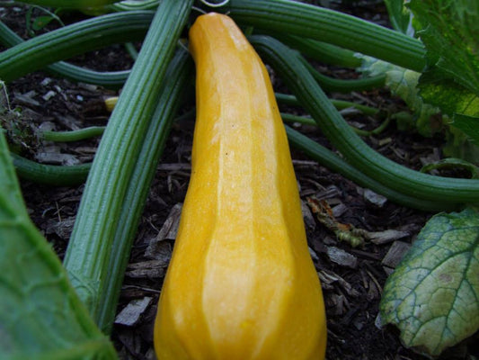 Zucchini, Golden - LifeForce Seeds