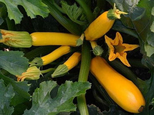 Zucchini, Golden - LifeForce Seeds