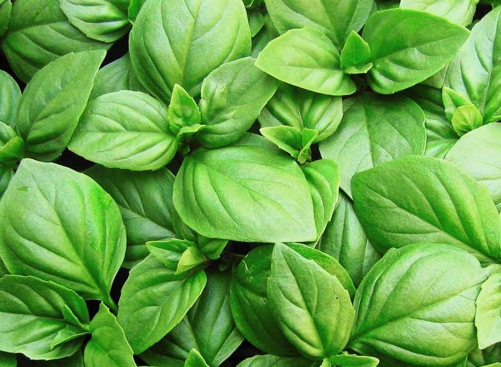 Basil Sweet Genovese - LifeForce Seeds