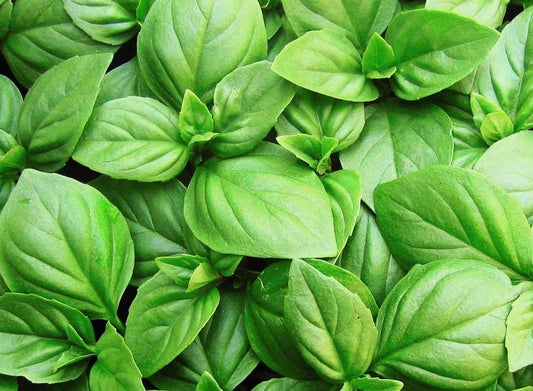 Basil Sweet Genovese - LifeForce Seeds
