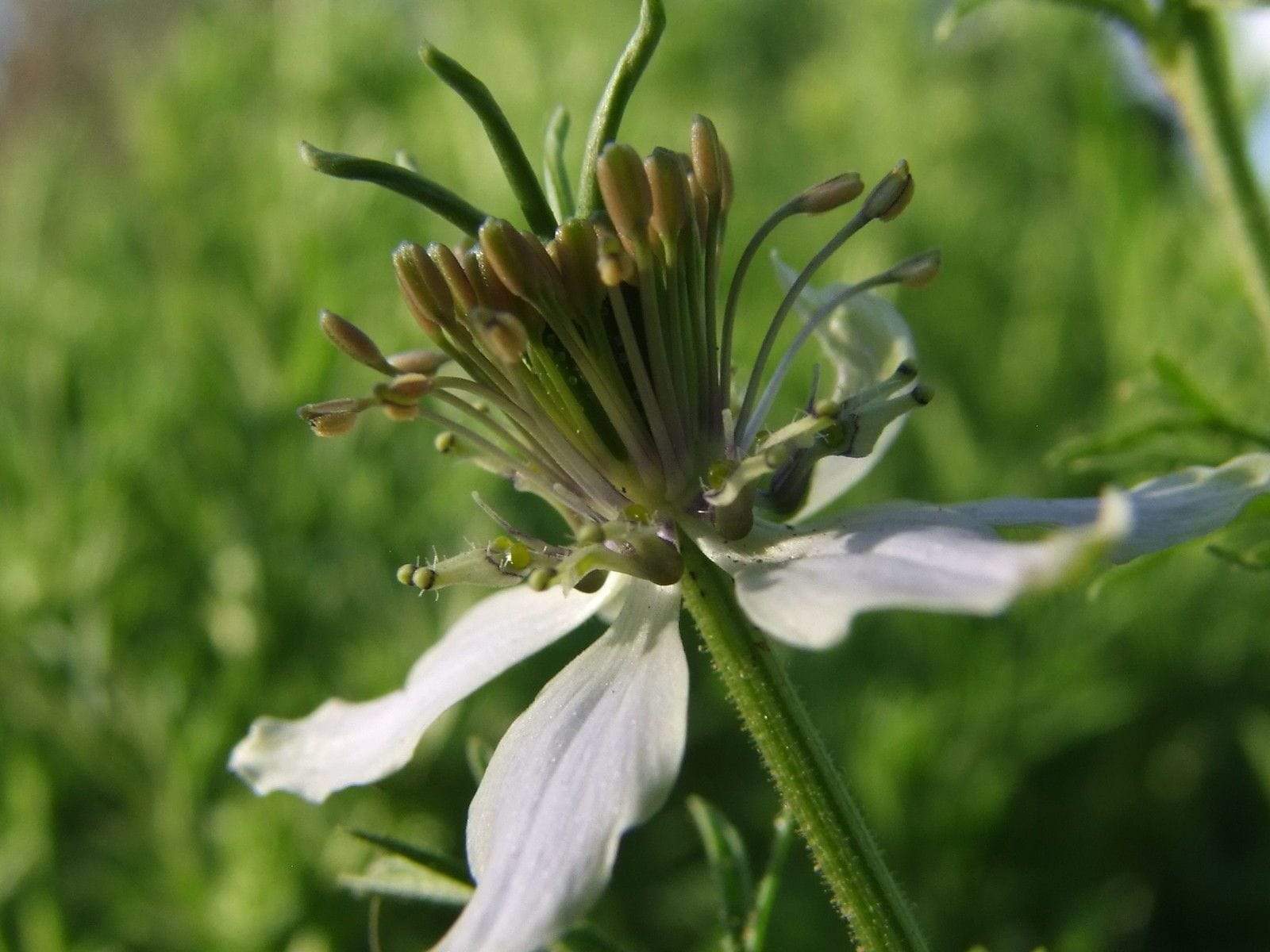 Cumin, Black - LifeForce Seeds