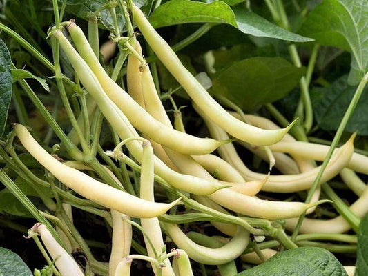 Bean Bush Cherokee Wax - LifeForce Seeds