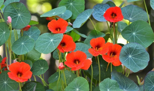 Nasturtium Empress of India - LifeForce Seeds