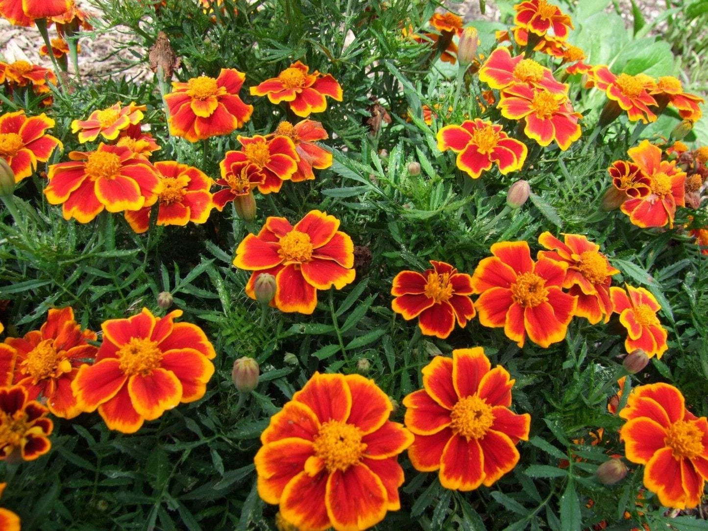 Marigold Red Marietta - LifeForce Seeds