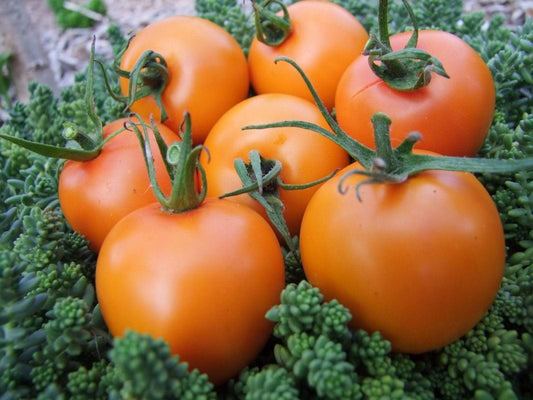 Tomato, Orange Jaune Flamme - LifeForce Seeds