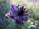 Nigella Midnight - LifeForce Seeds