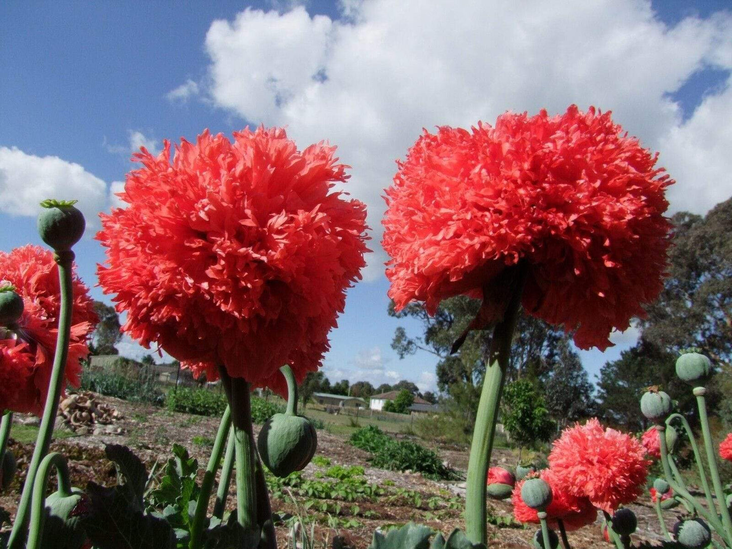 Poppy, Peony Double Coral Pink - LifeForce Seeds