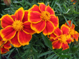 Marigold Red Marietta - LifeForce Seeds