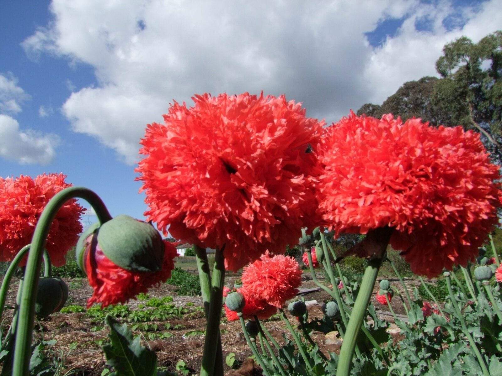 Poppy, Peony Double Coral Pink - LifeForce Seeds