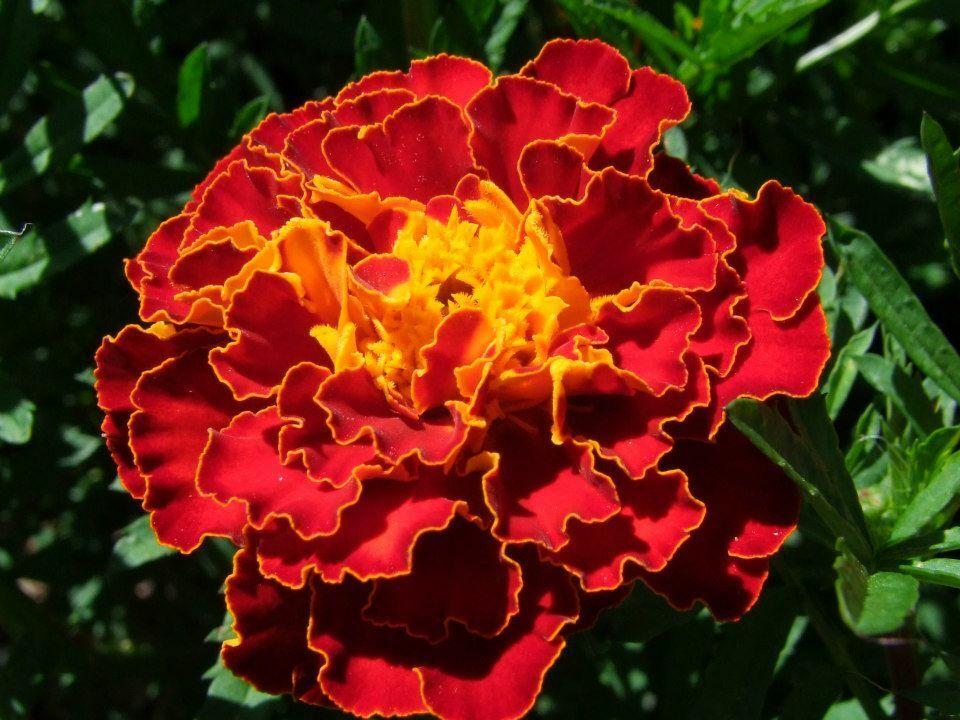 Marigold French Spanish Red Brocade - LifeForce Seeds