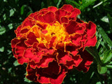 Marigold French Spanish Red Brocade - LifeForce Seeds