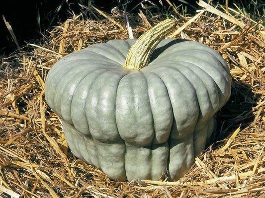 Pumpkin, Queensland Blue - LifeForce Seeds