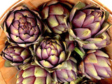 Artichoke, Violetto di Romagna - LifeForce Seeds