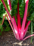 Silverbeet/ Swiss Chard Magenta - LifeForce Seeds