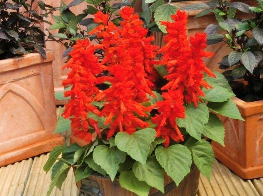 Salvia Blaze of Fire - LifeForce Seeds