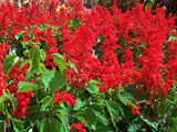 Salvia Blaze of Fire - LifeForce Seeds