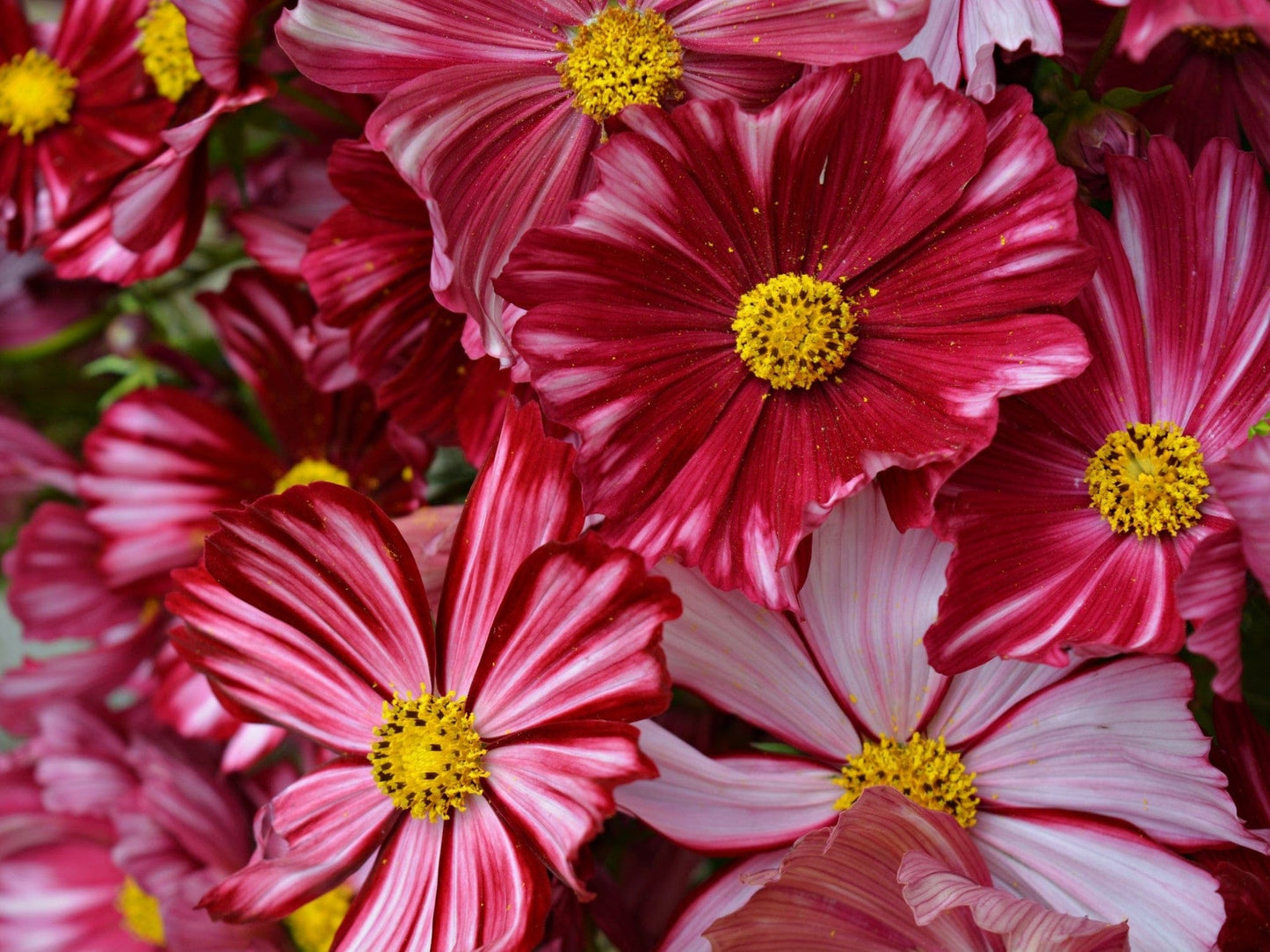 Cosmos, Velouette - LifeForce Seeds