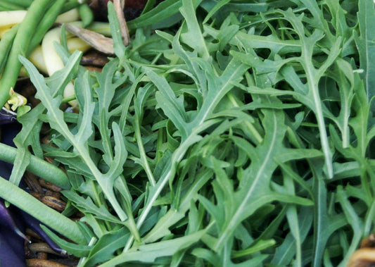 Rocket, Sylvetta - LifeForce Seeds