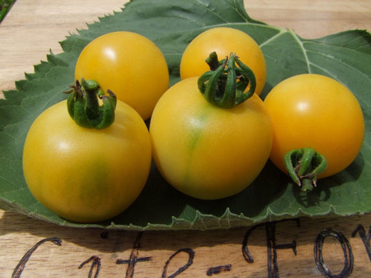 Tomato, Wapsipinicon Peach - LifeForce Seeds