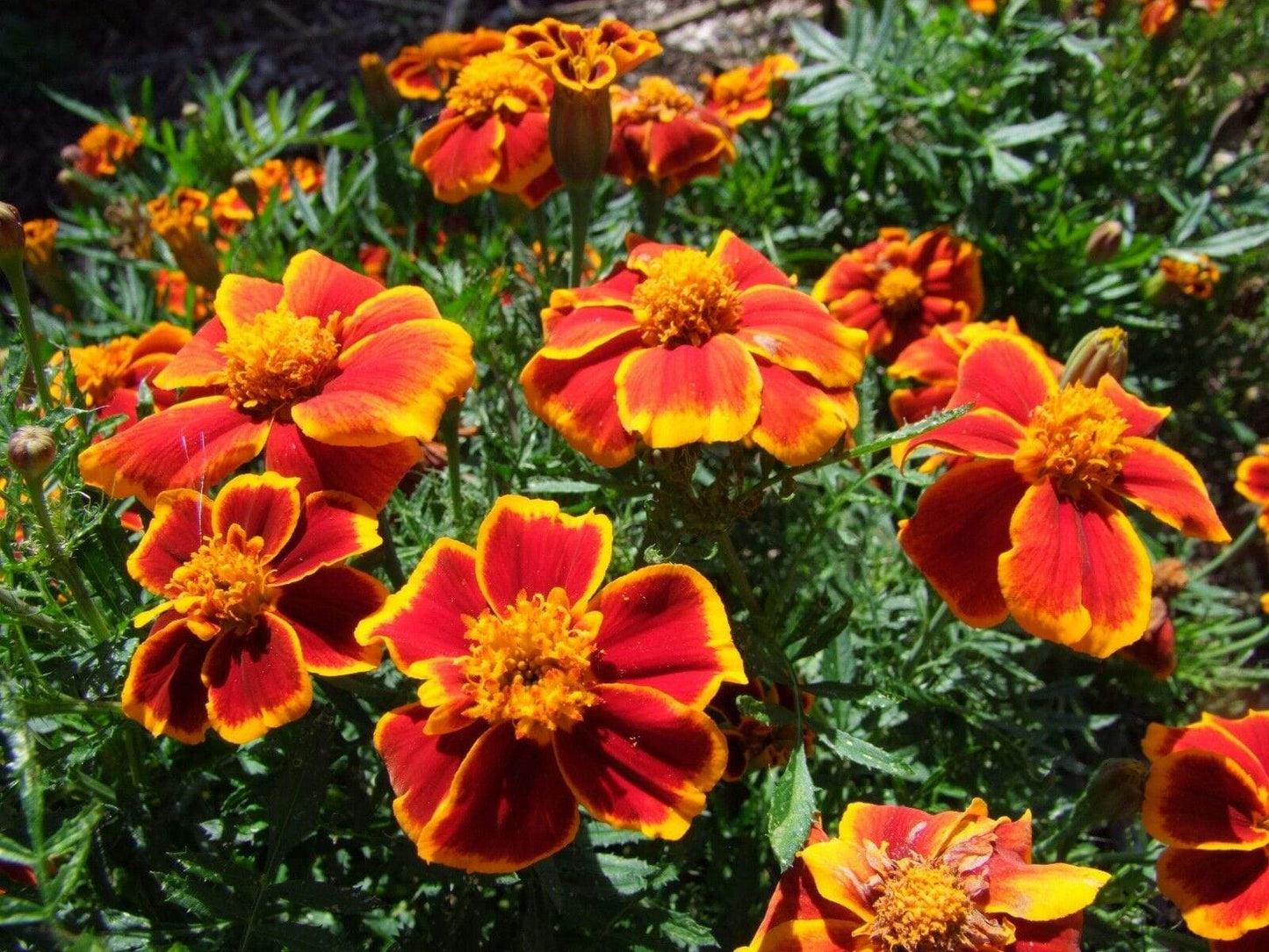 Marigold Red Marietta - LifeForce Seeds