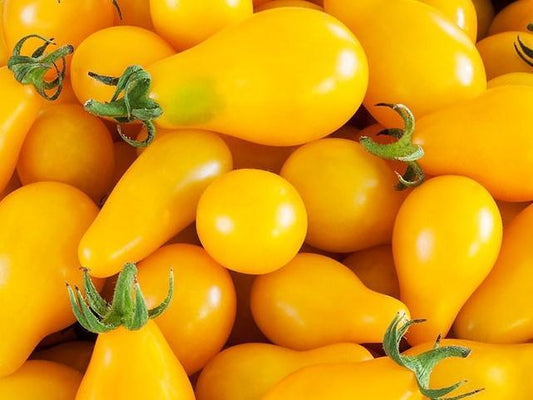 Tomato, Beam`s Yellow Pear - LifeForce Seeds