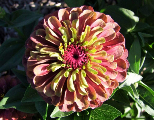 Zinnia, Queen Lime Red - LifeForce Seeds