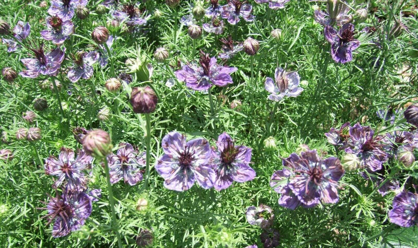 Nigella Midnight - LifeForce Seeds