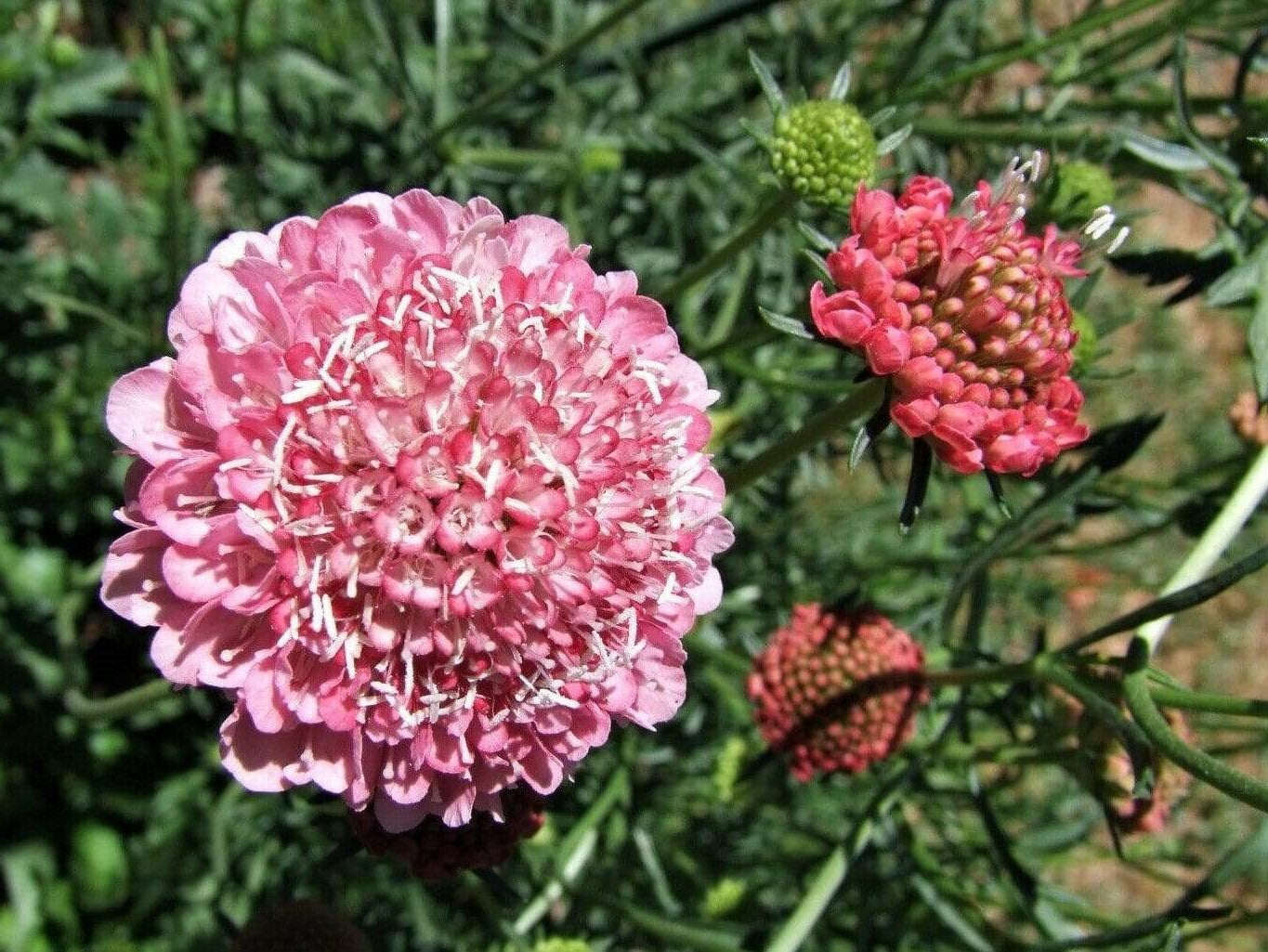 Scabiosa /Pincushion flower
