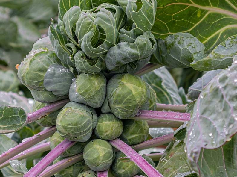 Brussels Sprouts – LifeForce Seeds