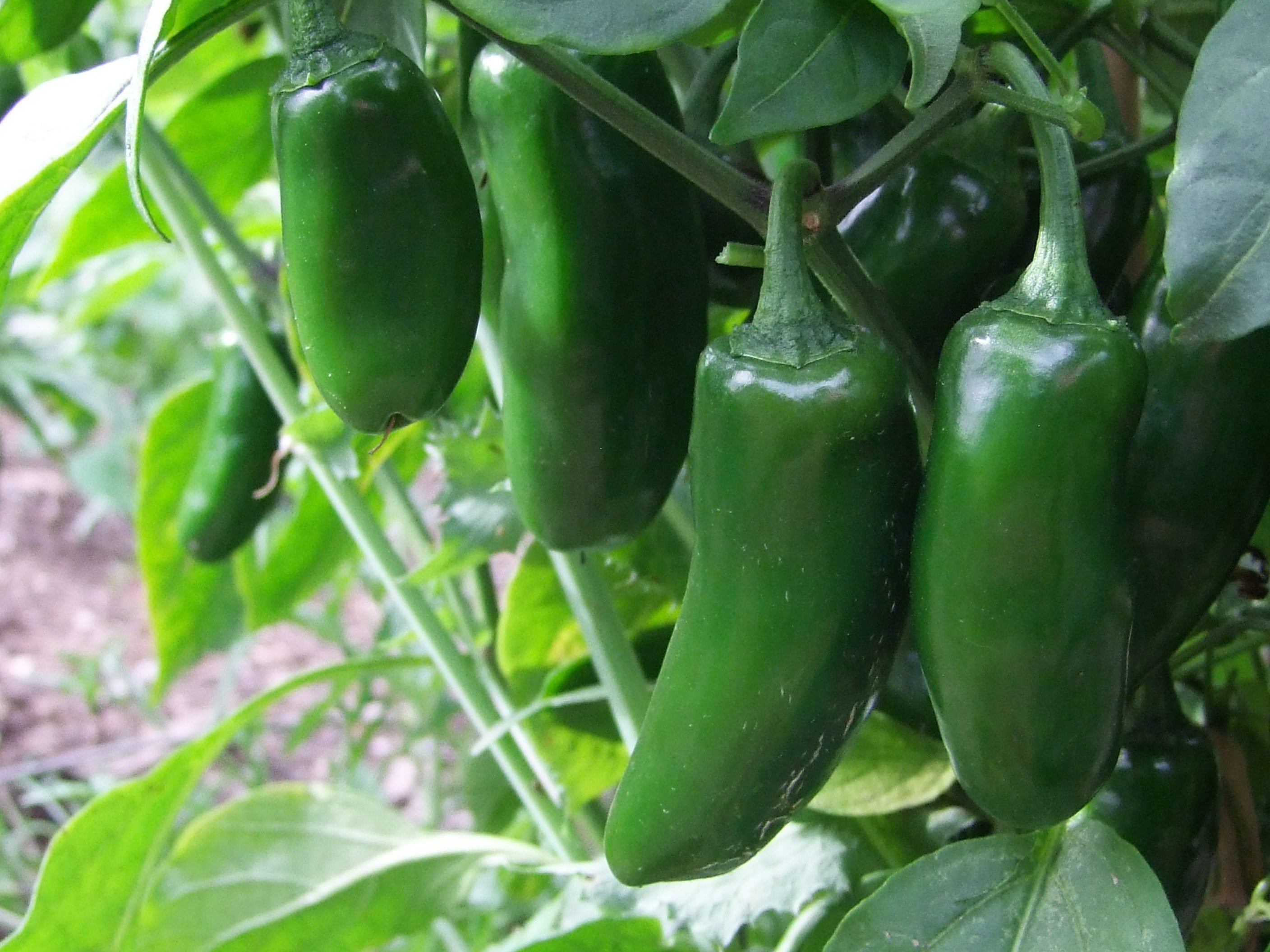 Chilli – LifeForce Seeds