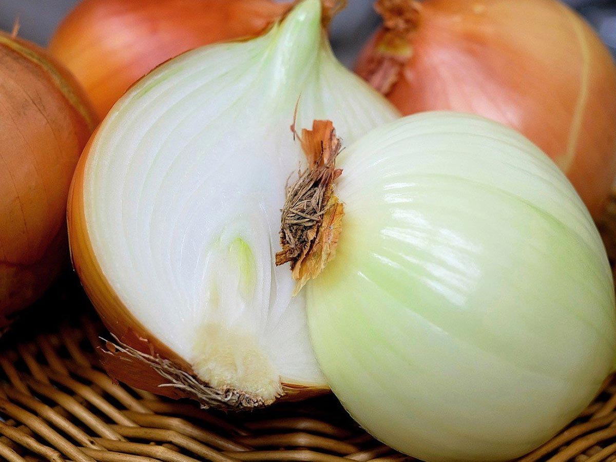 Onion & Spring Onion
