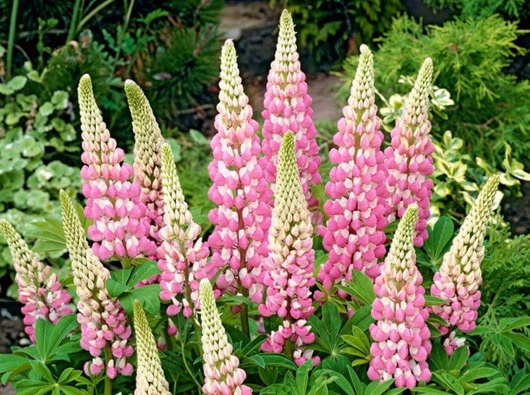 Lupin Russell Chatelaine/ Pink – LifeForce Seeds