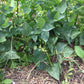 Bean Bush Lima, Baby Thorogreen - LifeForce Seeds