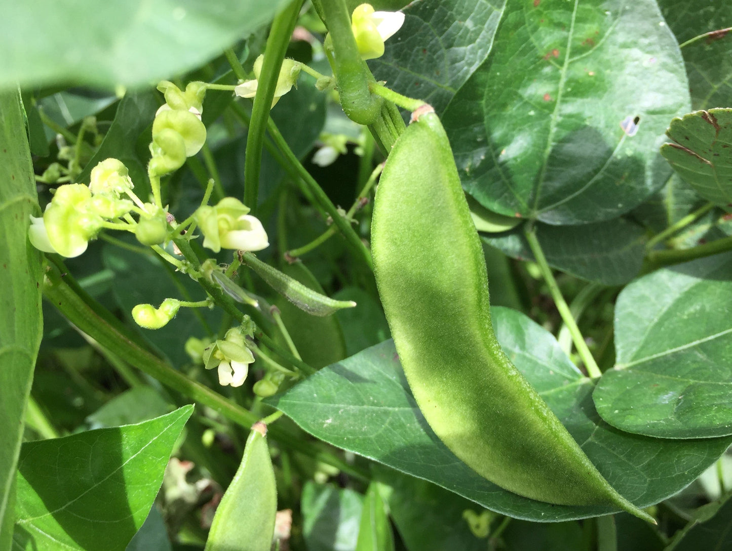 Bean Bush Lima, Baby Thorogreen - LifeForce Seeds