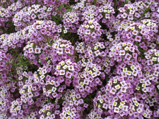 Alyssum Royal Carpet
