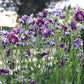 Aquilegia Christa Barlow