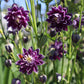 Aquilegia Christa Barlow