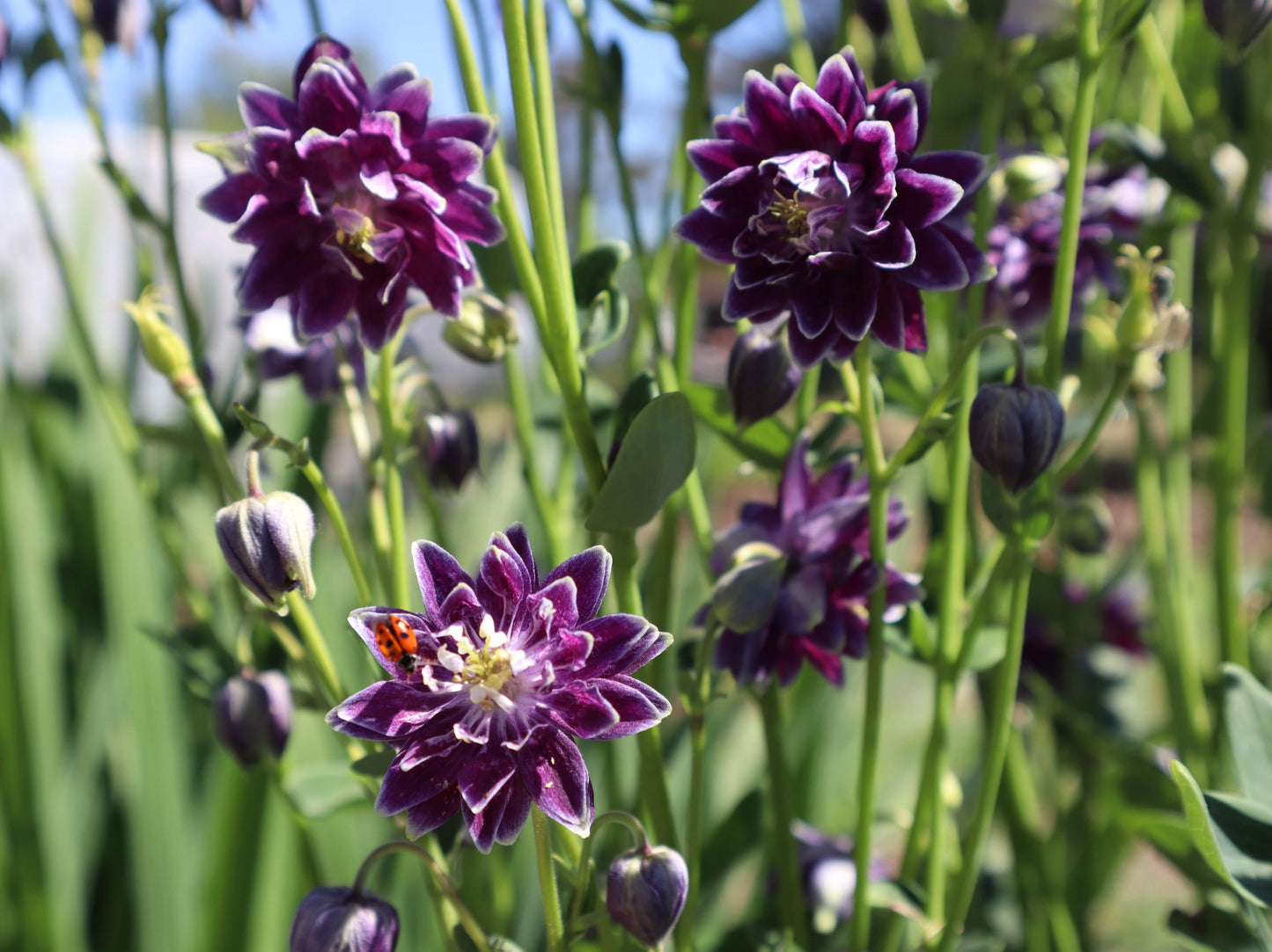 Aquilegia Christa Barlow