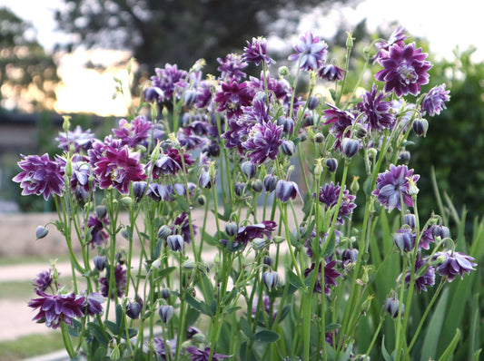 Aquilegia Christa Barlow - LifeForce Seeds