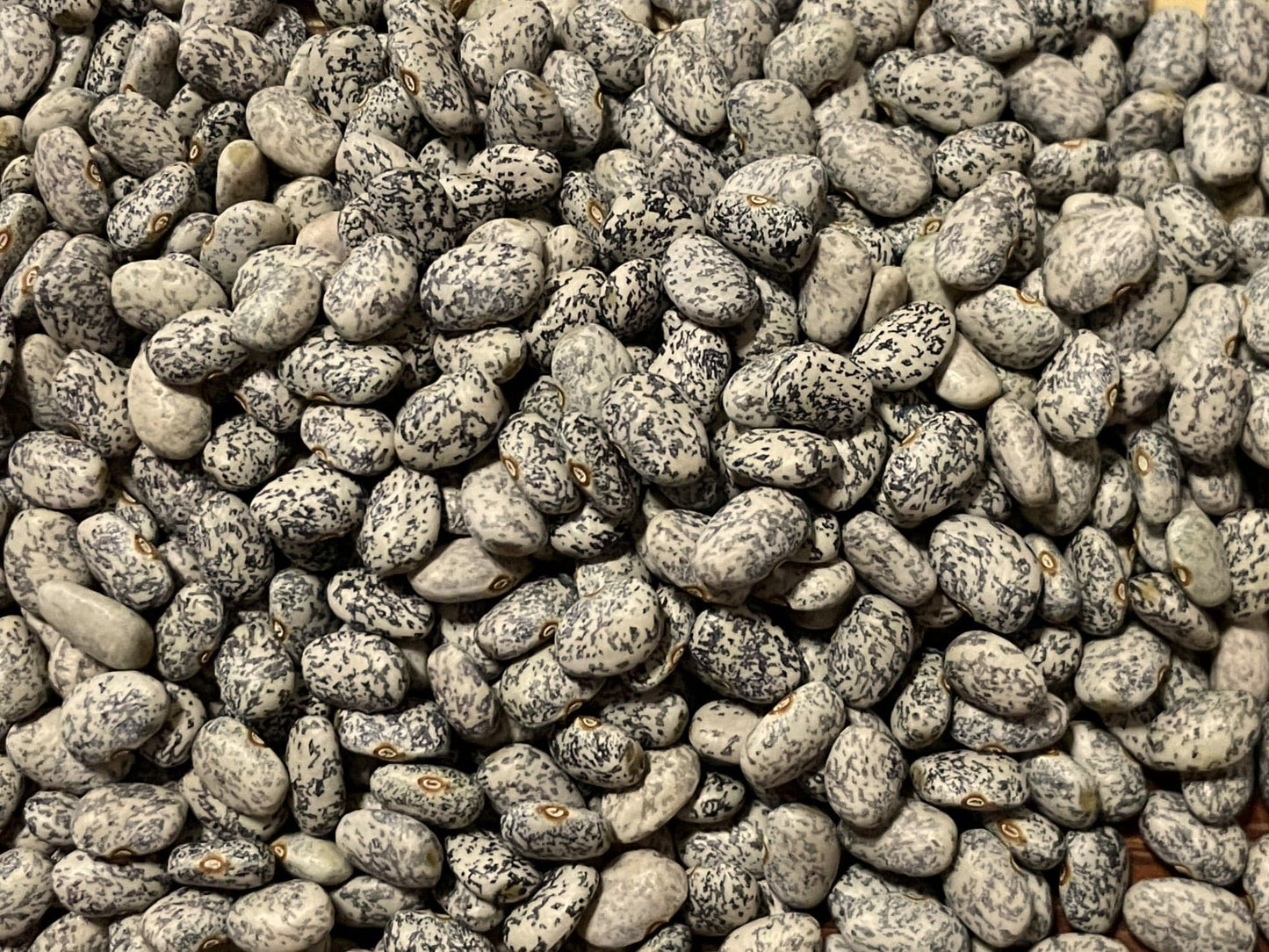 Bean Climbing, Blue Speckled Tepary - LifeForce Seeds