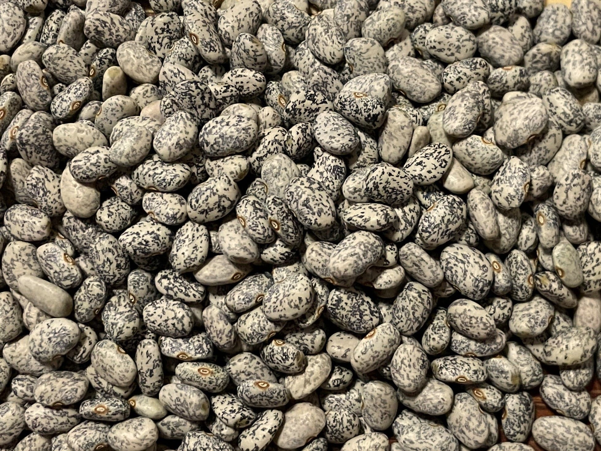 Bean Climbing, Blue Speckled Tepary - LifeForce Seeds