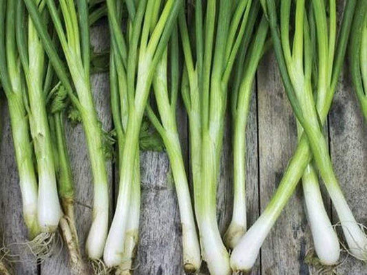 Bunching Onion, Tokyo Long White - LifeForce Seeds