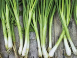 Bunching Onion, Tokyo Long White - LifeForce Seeds