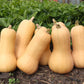 Pumpkin, Butternut - LifeForce Seeds