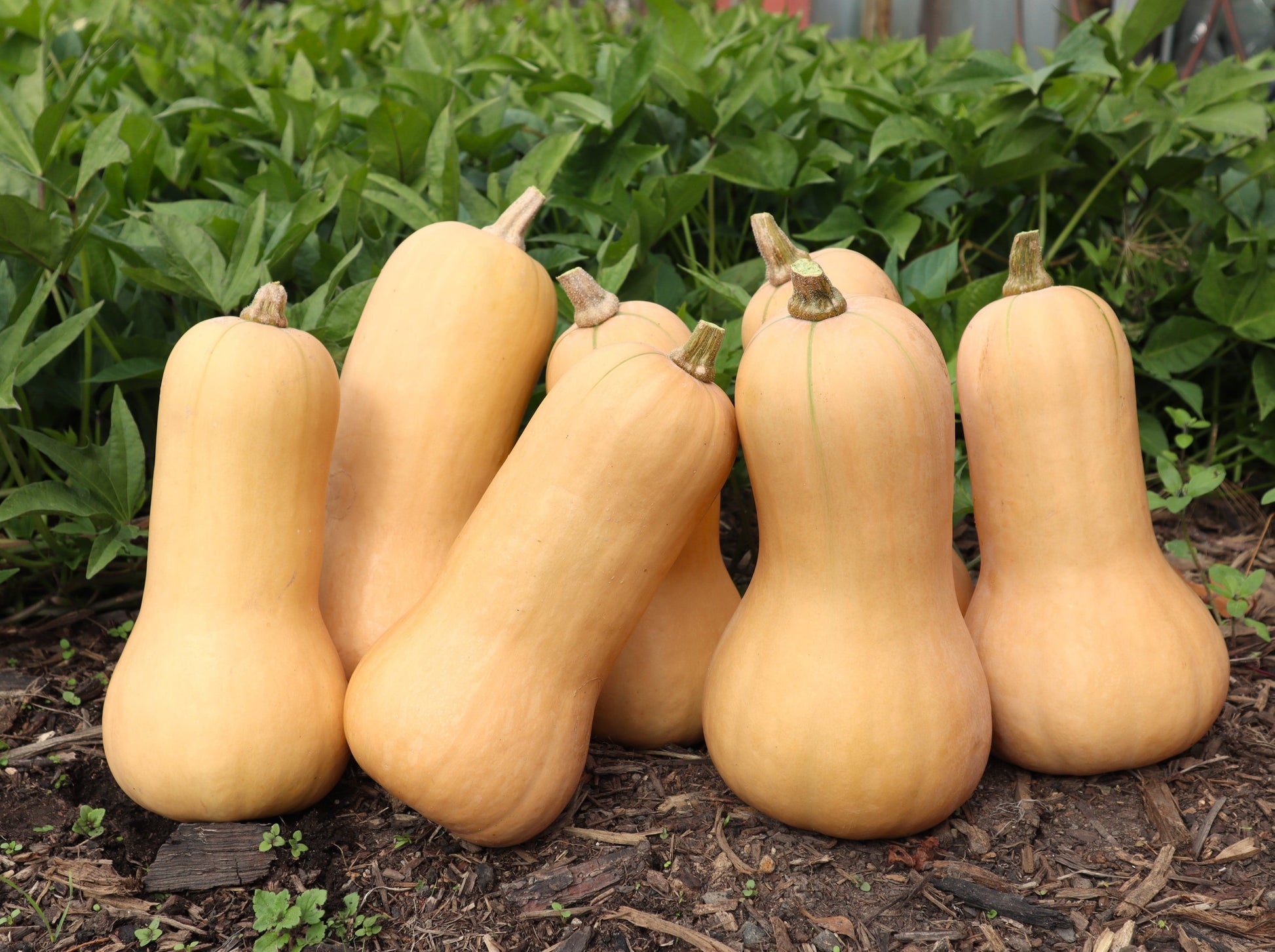 Pumpkin, Butternut - LifeForce Seeds