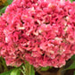 Celosia, Bombay pink - LifeForce Seeds