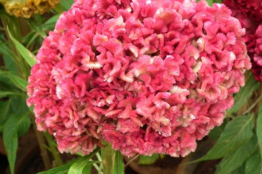 Celosia, Bombay pink - LifeForce Seeds