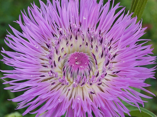 Centaurea, Rosy Lilac - LifeForce Seeds